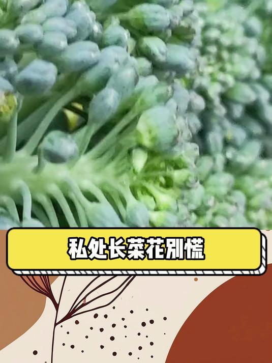 私处长 “菜花” 别慌!不一定就是尖锐湿疣