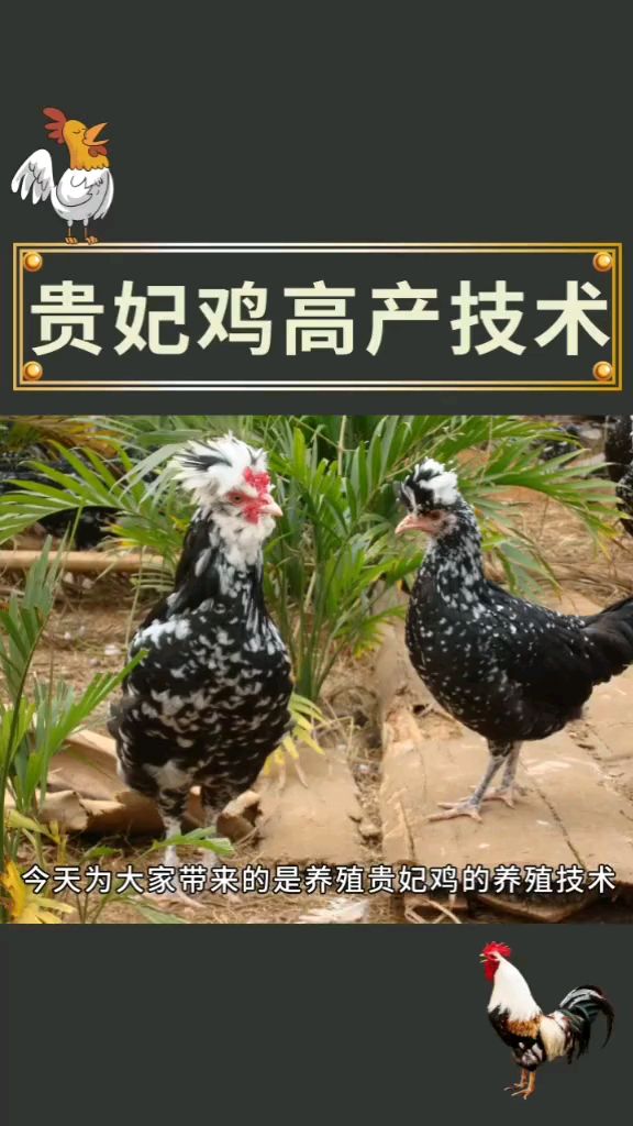 贵妃鸡高产技术