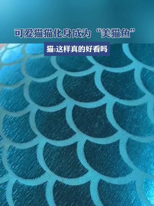 可爱猫猫化身成为“美猫鱼”,这样眞的好看吗