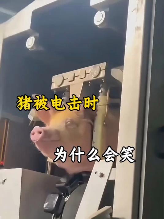 猪被电击时 为什么还会露出微笑