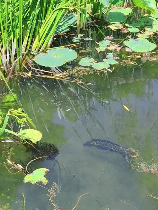 喜欢路亚黑鱼鲈鱼，千万别错过这款能蹬出风骚泳姿的蹬腿蛙！