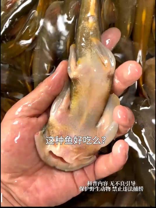 这种鱼也能吃吗#这鱼能吃吗#