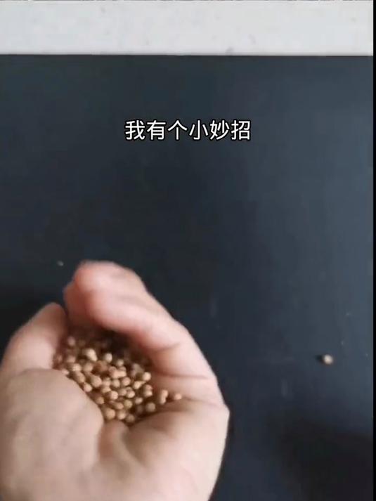 特制缓释营养壳,省去施肥麻烦事,懒人必备种植神器