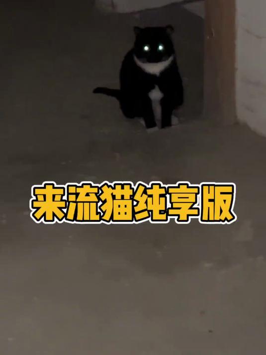 穿西装打领带的讲究猫