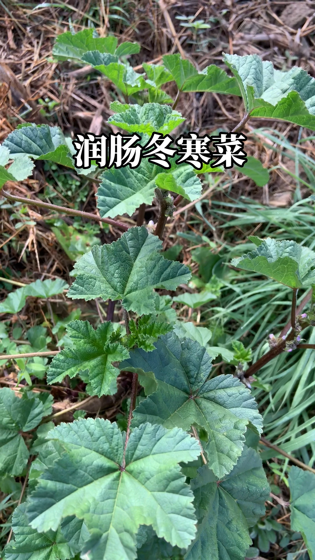 吃多了撑得慌就来吃点冬寒菜!