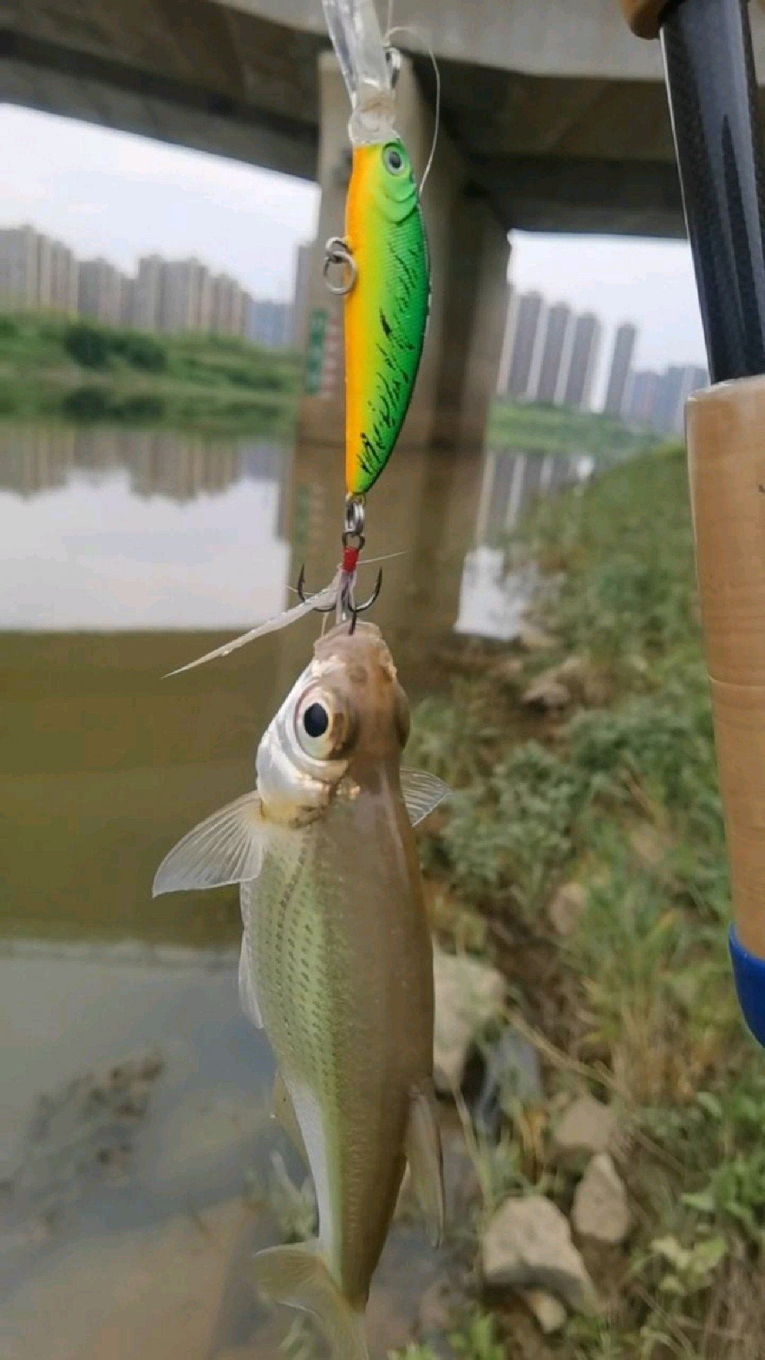 解锁大眼华鳊
