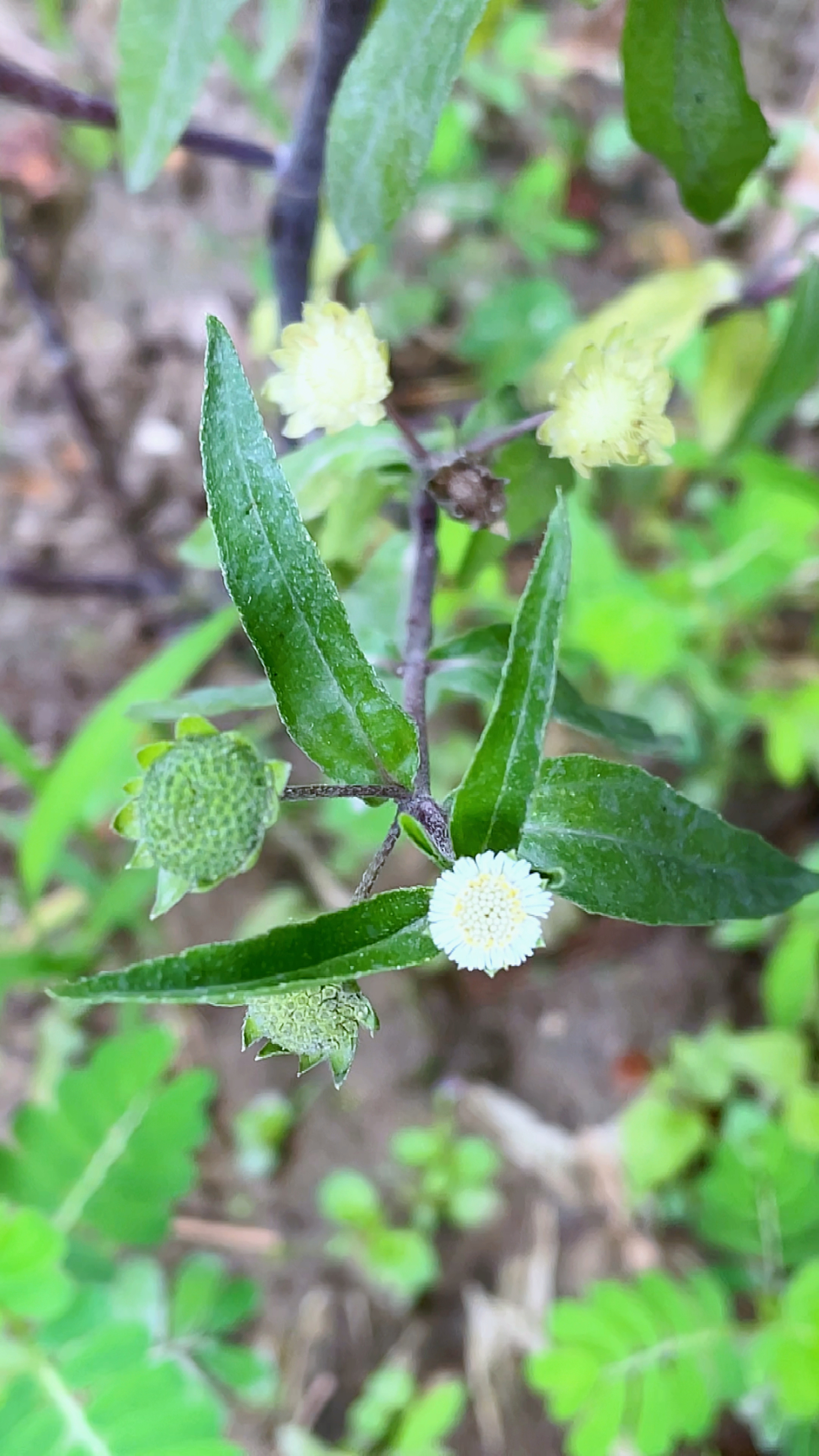 农村的墨菜,又叫墨旱莲、墨汁草、乌发草,看看你那有吗?