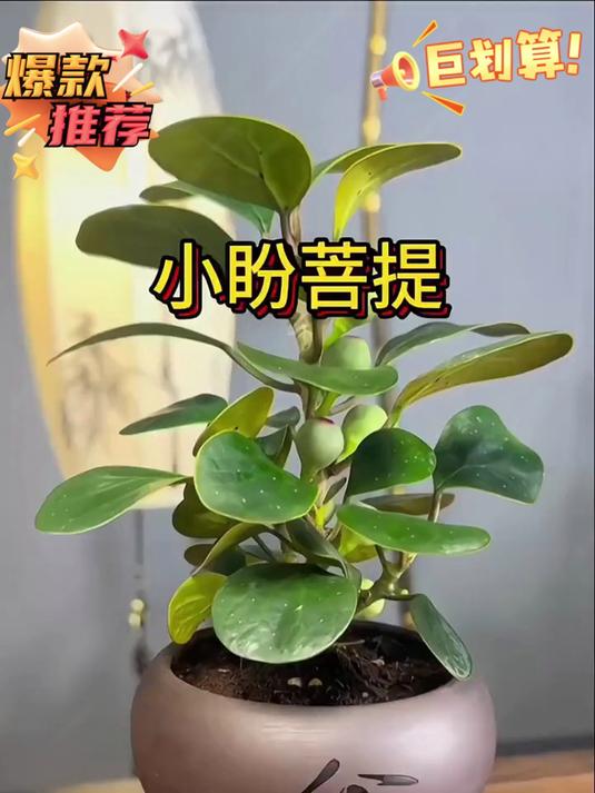 小盼菩提小喜盆栽,室内客厅桌面观果花卉,可爱趣味绿植!