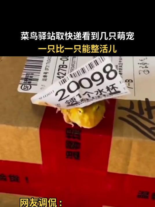 菜鸟驿站惊现可爱不速之客!小脑袋探来探去萌化人心