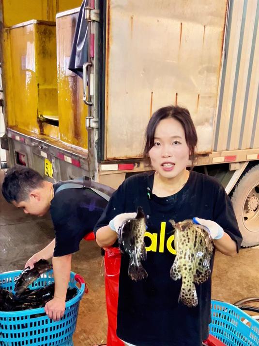 现在龙胆石斑鱼只要十几块钱一条了,关键是两位数就能带走一大筐
