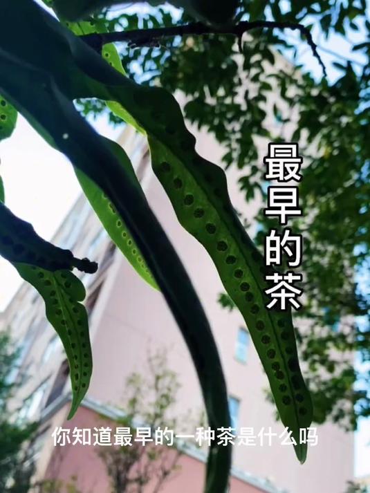这个最常见的植物,凭什么他被誉为茶中“黄金”呢?肾精茶