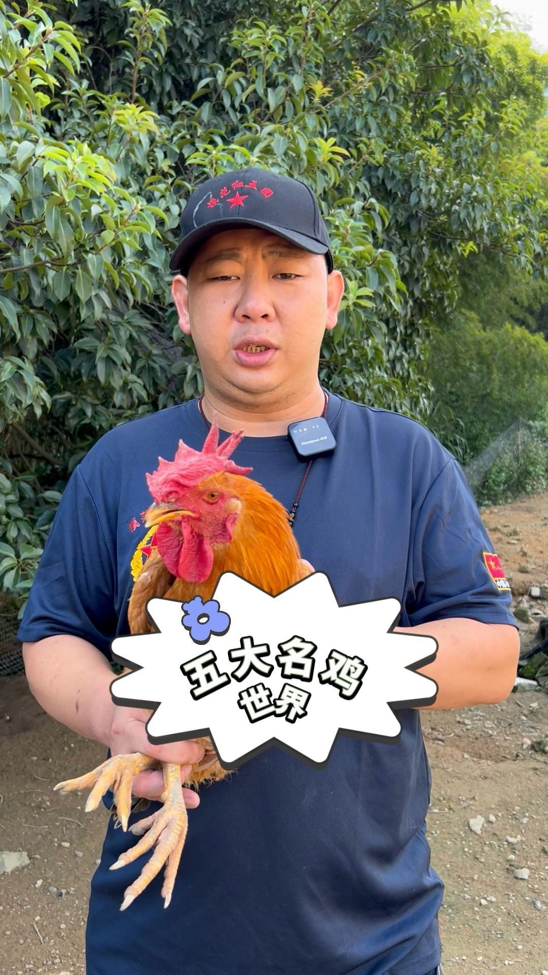 有客家长汀的朋友吗 大家都知道什么是河田鸡吗 它是世界五大名鸡哦!