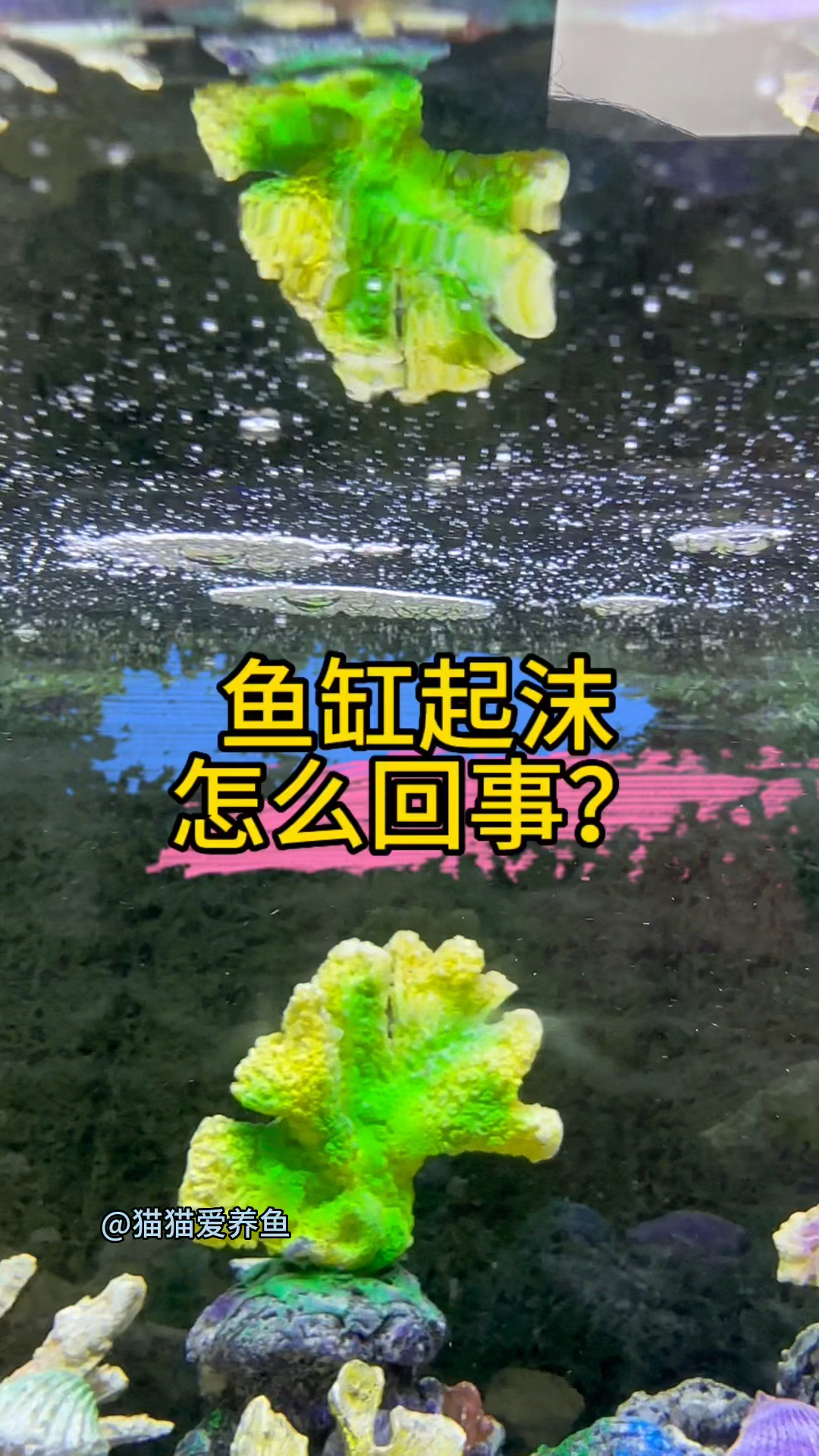 鱼缸起泡沫原因有多种,但处理办法简单,鱼友们,你们一般是怎么处理这个问题的呢