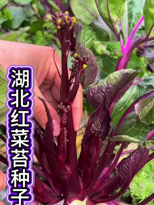 正宗红菜苔种子 2 克装 楚苔一号 轻松种好菜苔