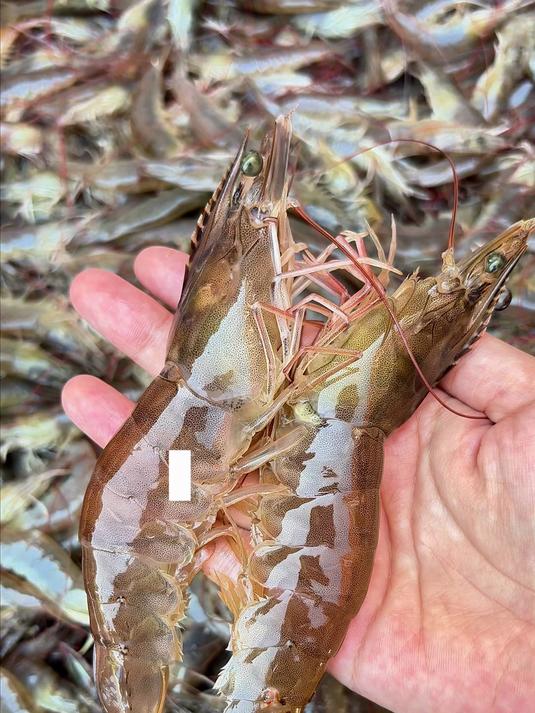 爆单vlog 属于馄饨的旺季是怎么样的?