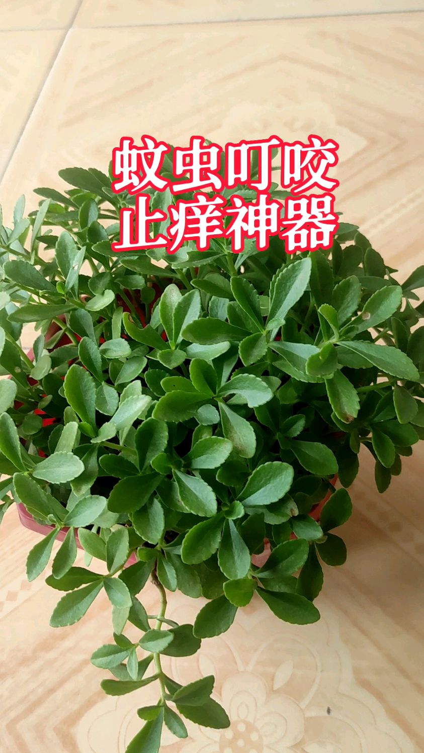 孩子被蚊虫叮咬,太心疼,只需要种一盆救心菜,用叶子抹抹,快速止痒消肿
