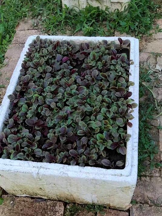 新手必种红苋菜,播种到采收仅18天,凉拌爆炒样样鲜