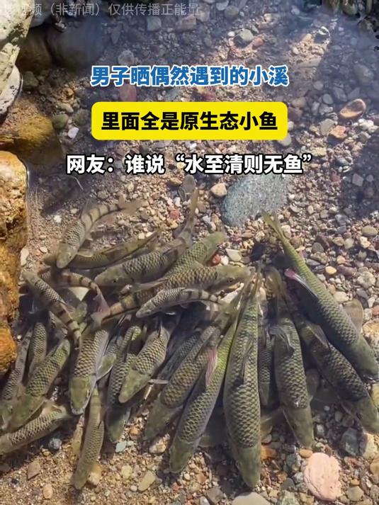 男子偶遇清澈小溪,里面全是原生态小鱼,谁说“水至清则无鱼”?