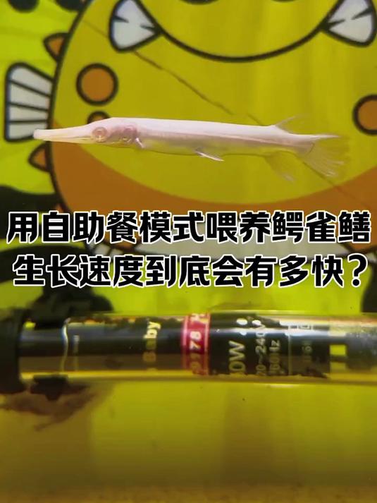 到家三天黄化火箭成功开口 正式开启对它生长速度的纪录