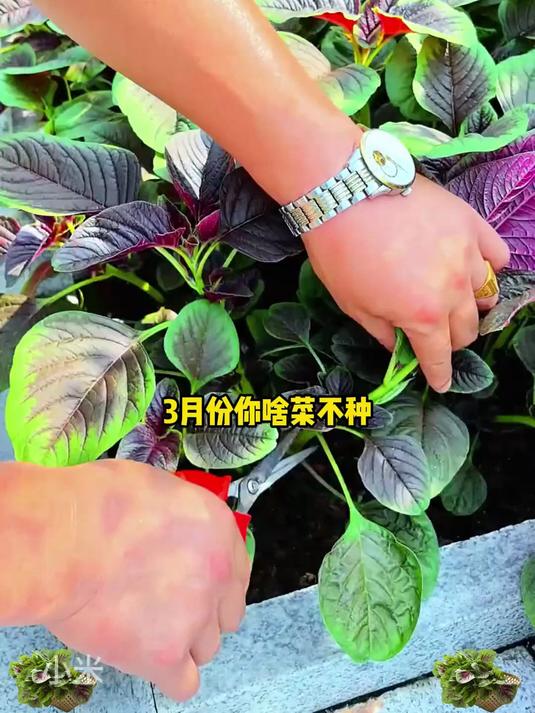 新手无忧选!红苋菜种子,简单播种,快速拥有鲜嫩紫红红苋菜