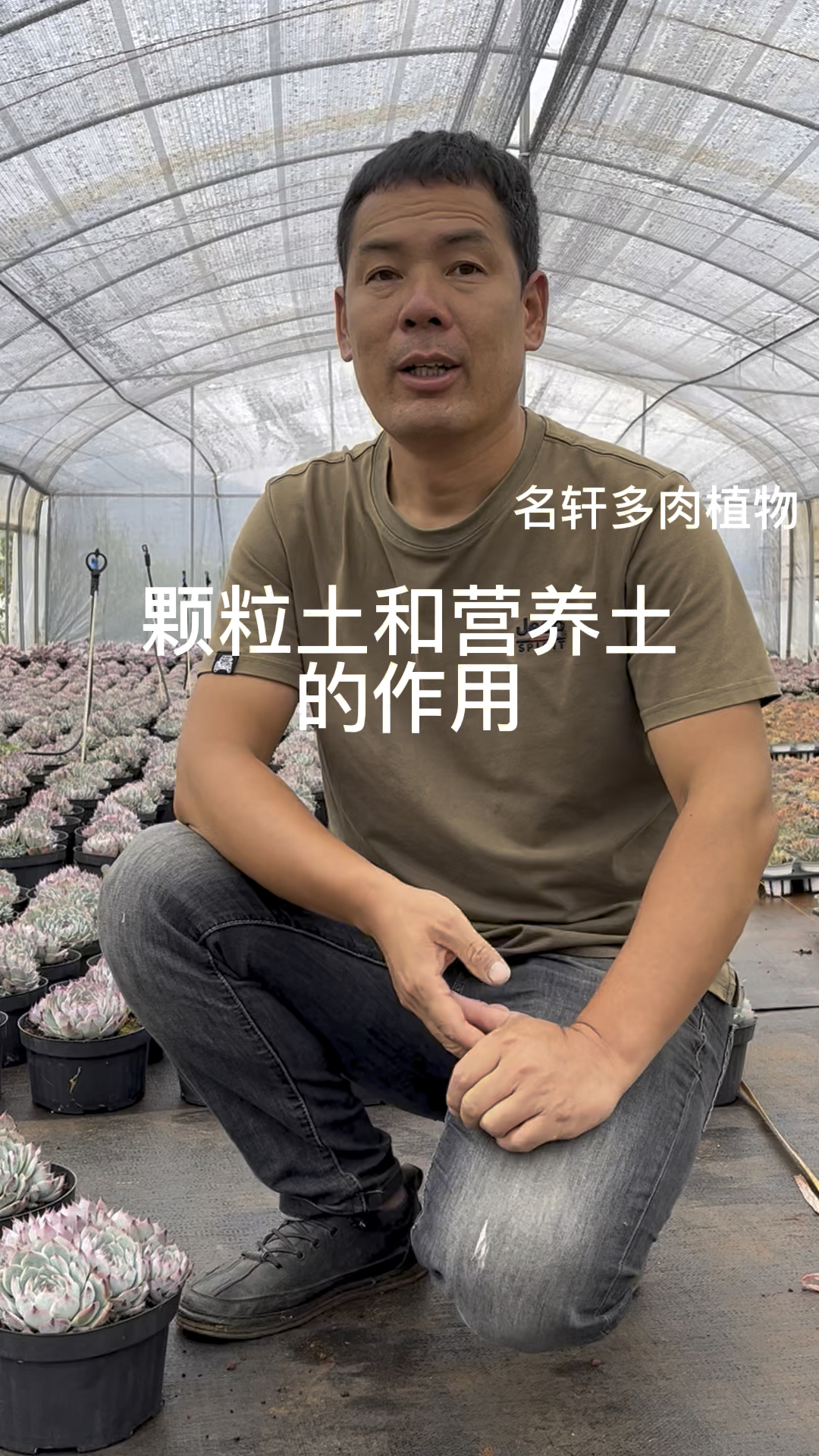多肉植物颗粒土和营养土的作用