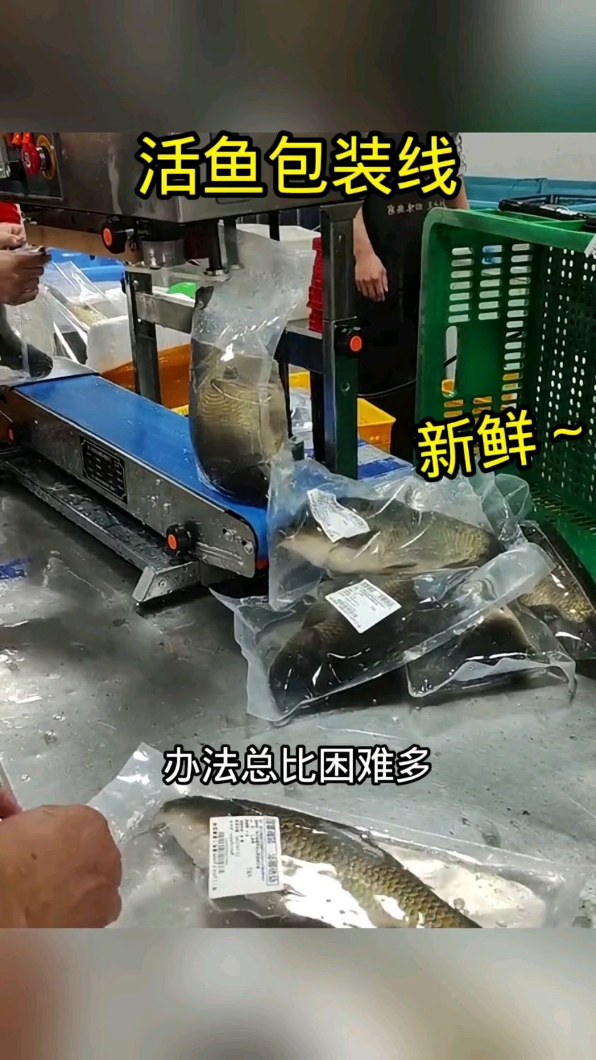 活鱼包装生产线,真是太聪明了