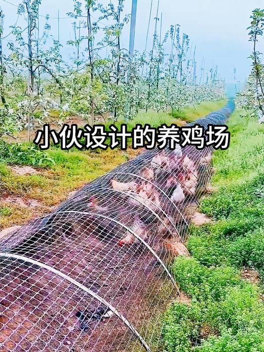 小伙设计的养鸡场