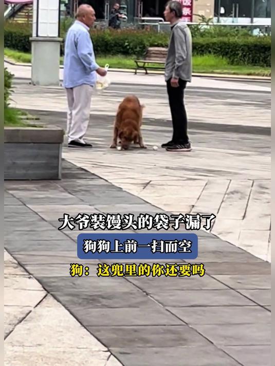 大爷装馒头的袋子漏了,狗狗上前一扫而空