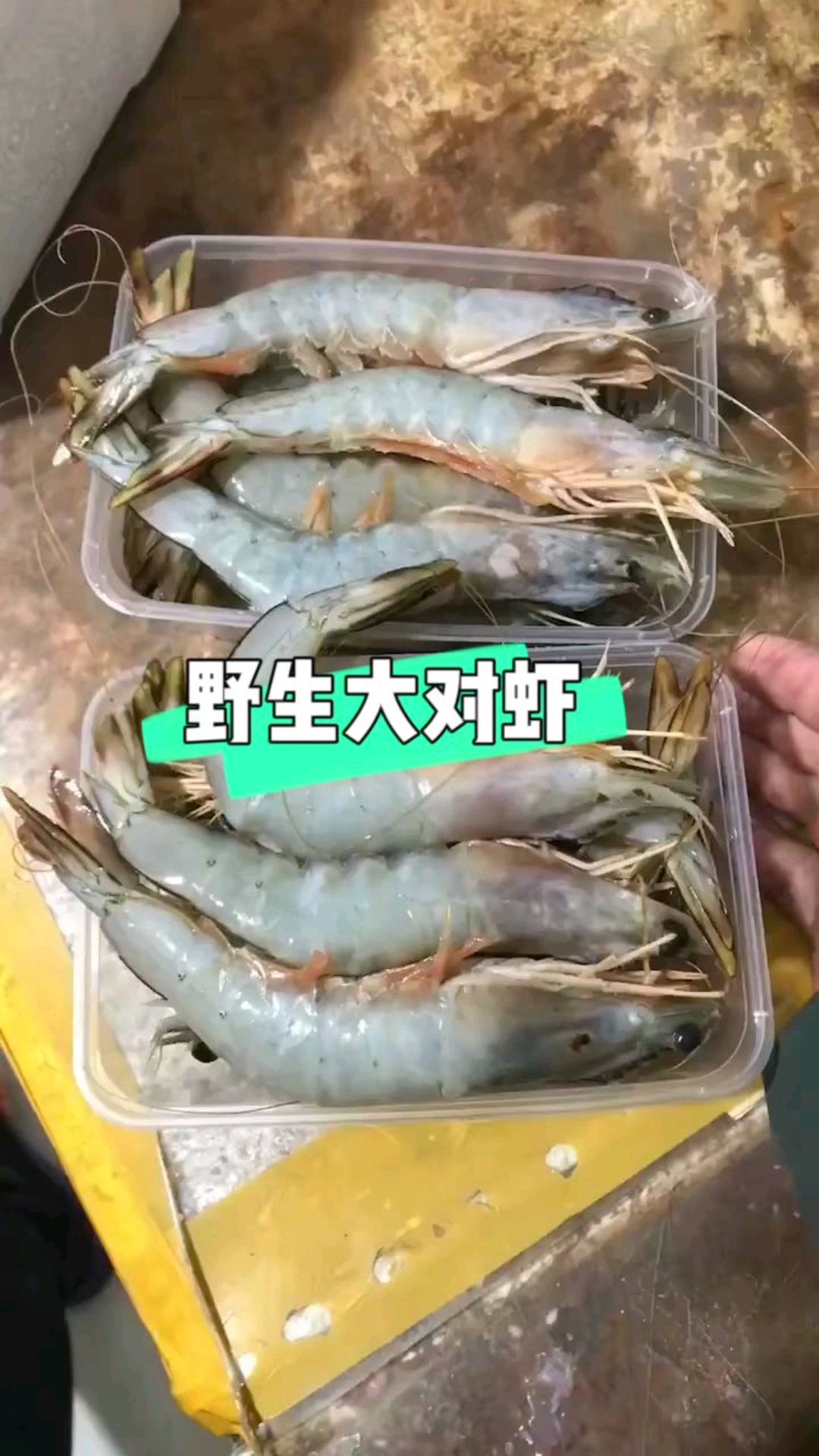 野生大对虾,大海的营养美味都带给你