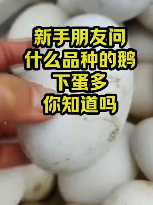 新手问啥品种鹅下蛋多,答案来了,养鹅人必看!