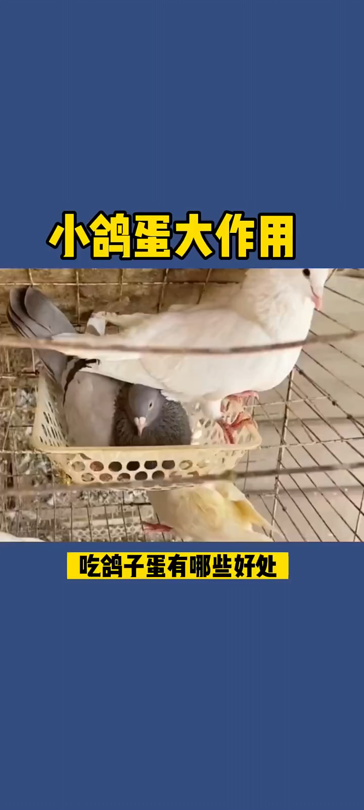 小鸽蛋大作用吃鸽蛋好处多多