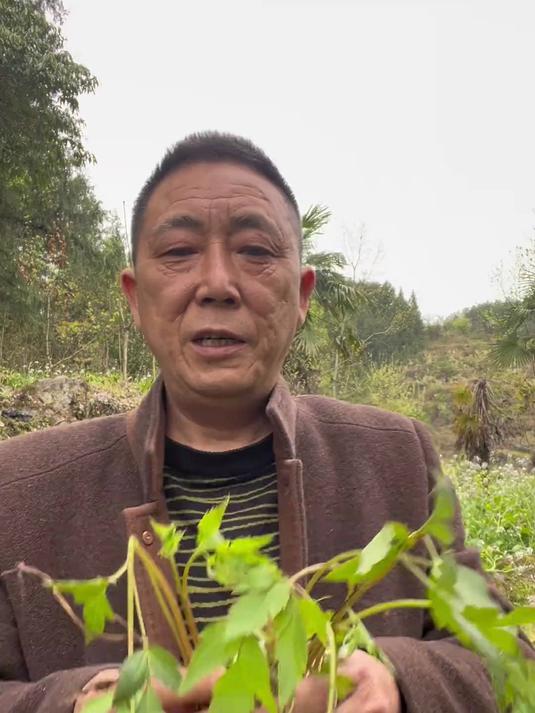 耧斗菜，你们认识吗