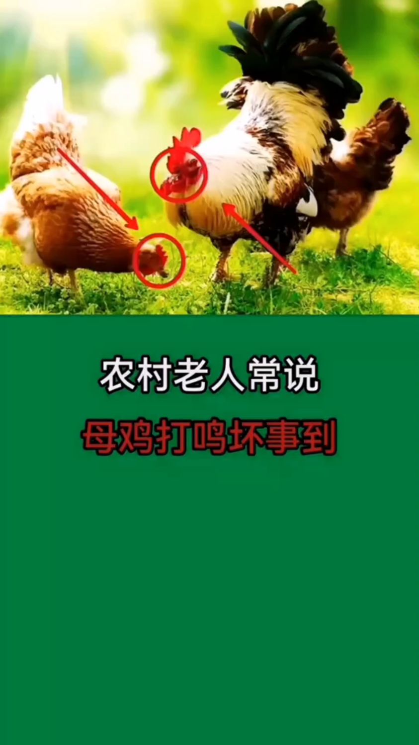 【农村老人常说,母鸡打鸣坏事到】
