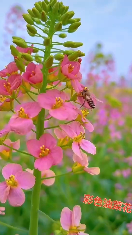 七彩油菜花花海种子