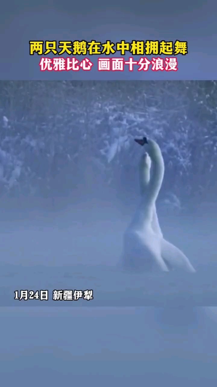 两只天鹅在水中相拥起舞 ,白天鹅 优美画面