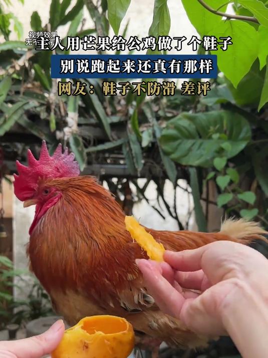 主人用芒果给公鸡做了个鞋子,别说跑起来还真有那样