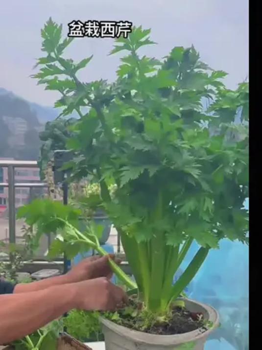 阳台小院种芹菜,边掰边长吃不完,种苗优质超厉害