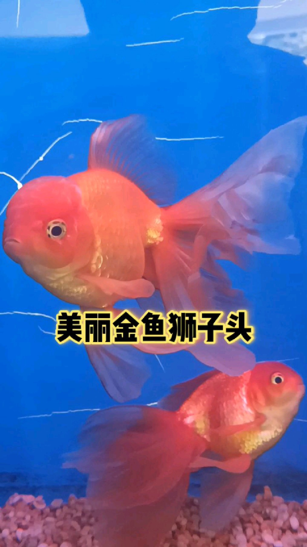 揭秘美丽金鱼狮子头