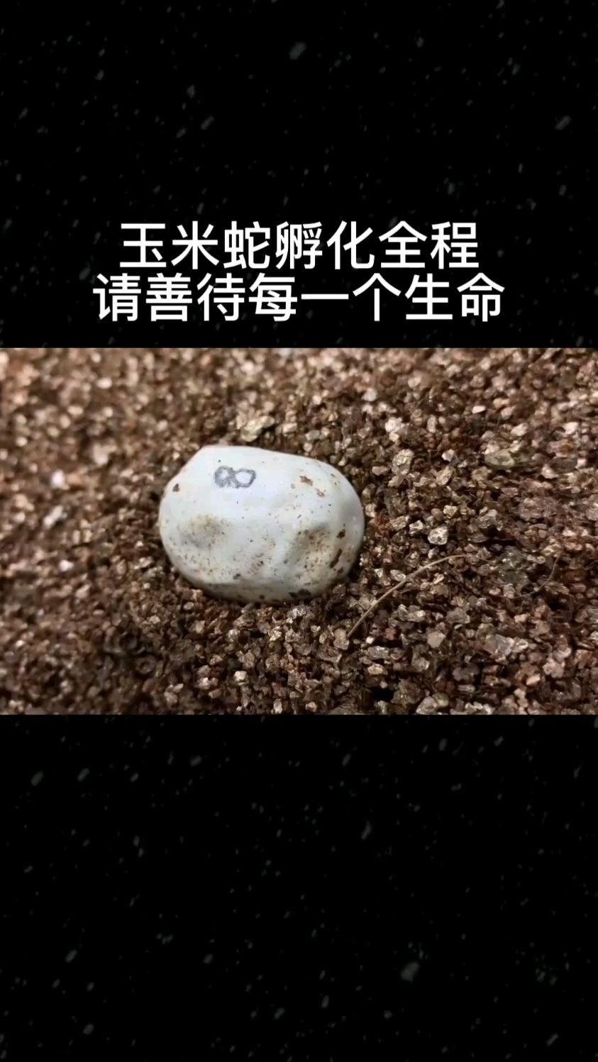 鳄鱼蟒蛇大战,两只相互锁喉,这是一场耐力的比拼。