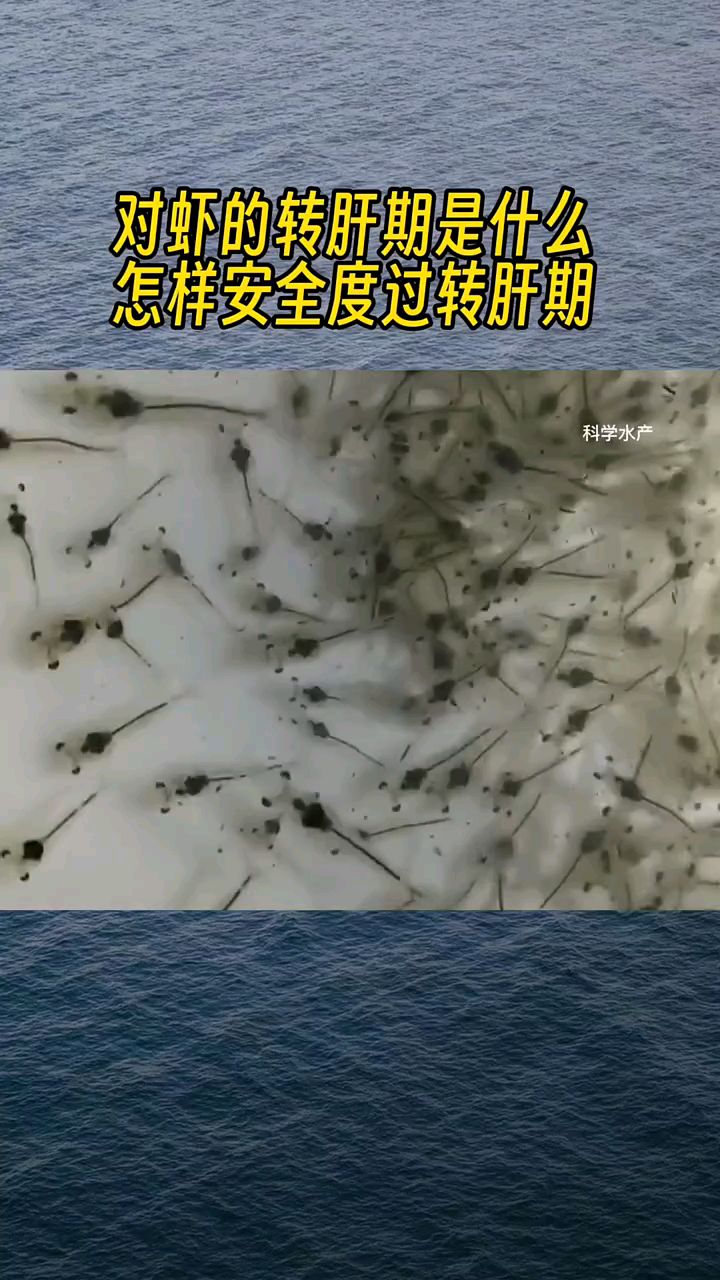 对虾转肝期,如何度过