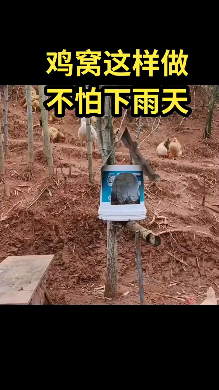 鸡窝这样做不怕下雨天