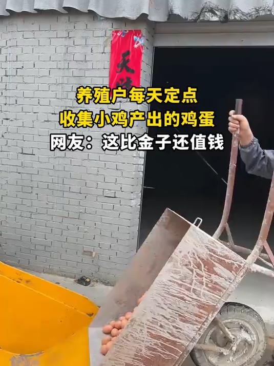 养殖户每天定点,收集小鸡产出的鸡蛋,网友:这比金子还值钱