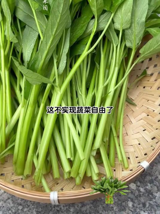 售卖空心菜种子,播种就有收获