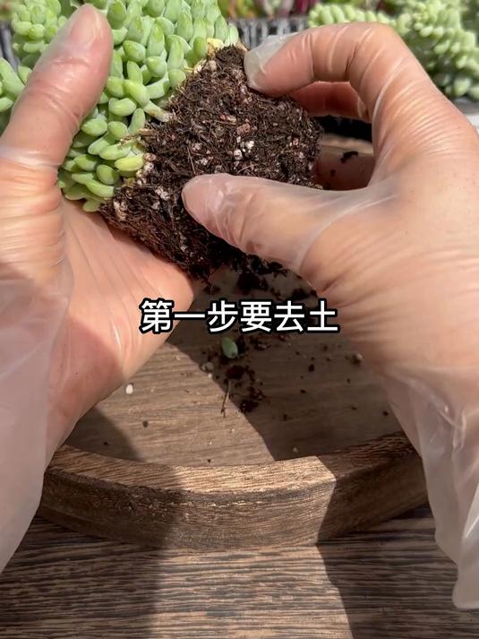 粉丝说养不活玉坠,今天做个彩虹玉坠的是视频给你们