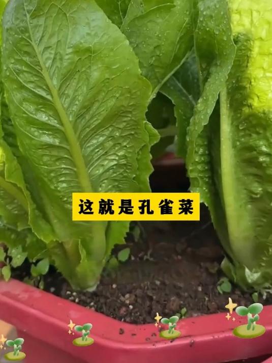 一口脆香甜,孔雀菜耐寒好吃,撇着叶子一直采收!
