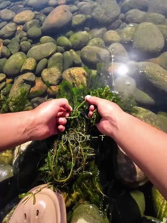 野采的惊喜：今日收获两条巨虎，邂逅超大虾虎鱼