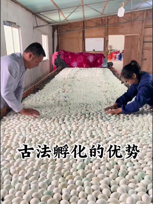 古法孵化的优势!鸭苗孵化!