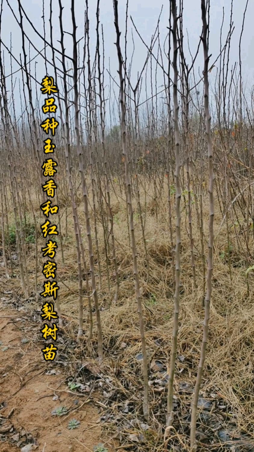 梨品种玉露香和考密斯红梨树苗