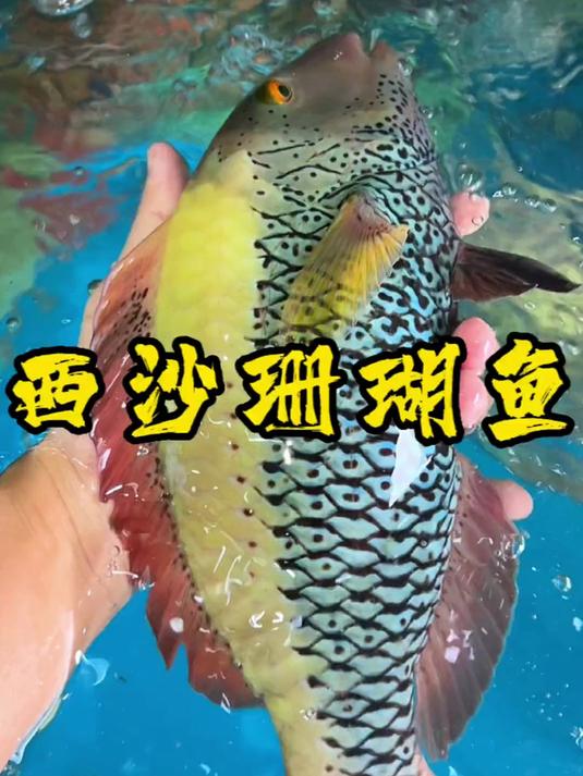 西沙珊瑚鱼不仅颜值漂亮，肉质也细嫩柔滑