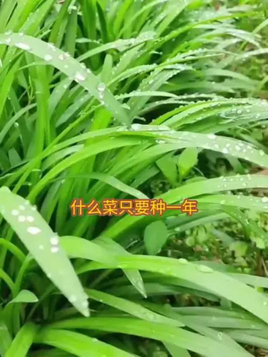 独根红韭菜不一般!紫根宽叶味浓,阳台小院都能种